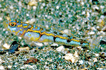 Image of Vanderhorstia vandersteene (Electric shrimpgoby)