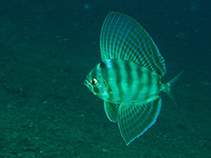 Image of Velifer hypselopterus (Sailfin velifer)