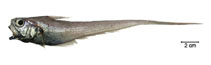 Image of Ventrifossa macropogon (Longbeard grenadier)