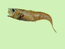 Image of Ventrifossa nigrodorsalis (Spinaker grenadier)