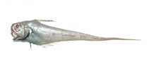 Image of Ventrifossa rhipidodorsalis 