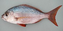 Image of Virididentex acromegalus (Bulldog dentex)