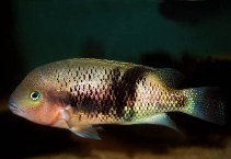 Image of Chuco intermedium (Northern checkmark cichlid)