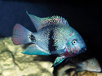 Image of Vieja maculicauda (Blackbelt cichlid)