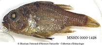 Image of Vincentia novaehollandiae (Eastern gobbleguts)