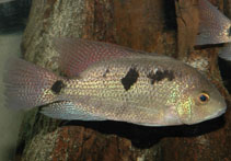 Image of Maskaheros regani (Almoloya cichlid)