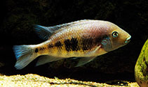 Image of Wajpamheros nourissati (Bluemouth cichlid)