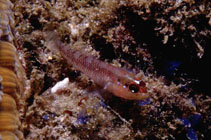 Image of Wheelerigobius wirtzi (Cameroon goby)