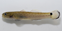 Image of Wuhanlinigobius malayensis 