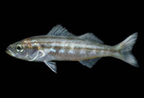 Image of Brachygenys californiensis (Californian salema)