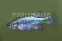 Image of Xenoophorus captivus (Relict splitfin)