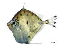 Image of Xenolepidichthys dalgleishi (Spotted tinselfish)