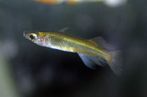 Image of Oryzias sarasinorum (Sarasins minnow)