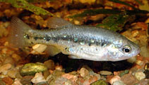 Image of Xenotoca variata (Jeweled splitfin)