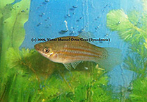 Image of Xiphophorus clemenciae (Yellow swordtail)