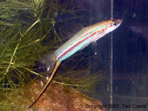 Image of Xiphophorus clemenciae (Yellow swordtail)