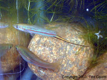 Image of Xiphophorus clemenciae (Yellow swordtail)