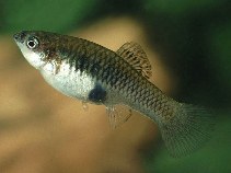 Image of Xiphophorus couchianus (Monterrey platyfish)