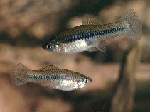 Image of Xiphophorus gordoni (Northern platyfish)