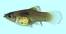 Image of Xiphophorus maculatus (Southern platyfish)