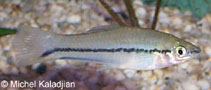 Image of Xiphophorus signum 