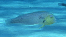 Image of Xyrichtys martinicensis (Rosy razorfish)