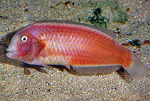 Image of Xyrichtys victori (Galapagos razorfish)