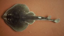 Image of Zapteryx brevirostris (Lesser guitarfish)