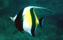 Image of Zanclus cornutus (Moorish idol)