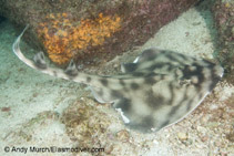 Image of Zapteryx exasperata (Banded guitarfish)