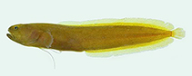 Image of Zephyrichthys barryi 