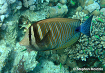 Image of Zebrasoma desjardinii (Indian sail-fin surgeonfish)