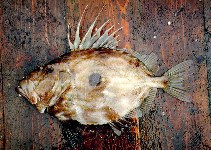 Image of Zeus faber (John dory)