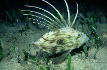 Image of Zeus faber (John dory)