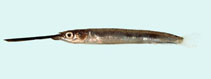 Image of Zenarchopterus gilli (Viviparous halfbeak)