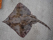 Image of Zearaja nasuta (New Zealand rough skate)