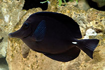 Image of Zebrasoma rostratum (Longnose surgeonfish)