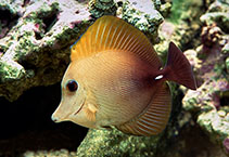 Image of Zebrasoma scopas (Twotone tang)