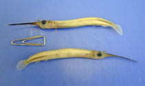 Image of Zenarchopterus striga (Hooghly halfbeak)