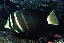 Image of Zebrasoma velifer (Sailfin tang)