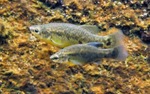 Image of Zoogoneticus purhepechus 