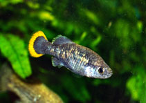 Image of Zoogoneticus tequila (Tequila splitfin)