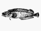 Aucri_u0.gif