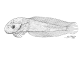 Capal_l0.gif