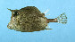 Acqua_j0.jpg