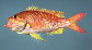 Annic_u0.jpg