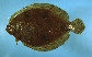 Anqua_u0.jpg