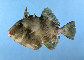 Bacar_u1.jpg