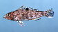 Cephi_u0.jpg