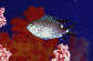 Chtri_uq.jpg